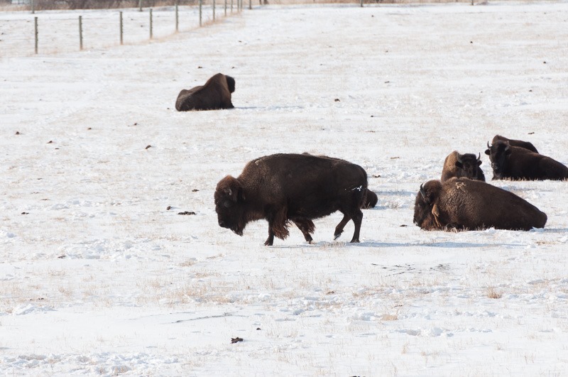 Bison at Fort Whyte