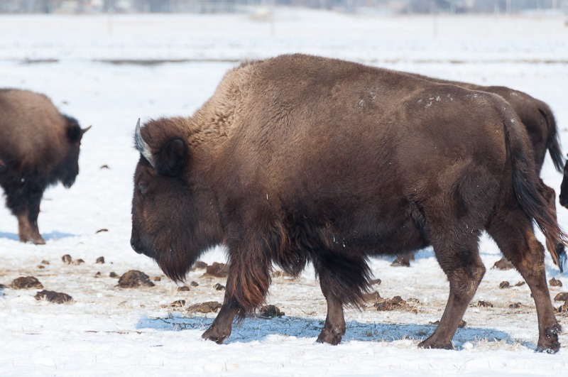 Bison, not buffalo, eh?
