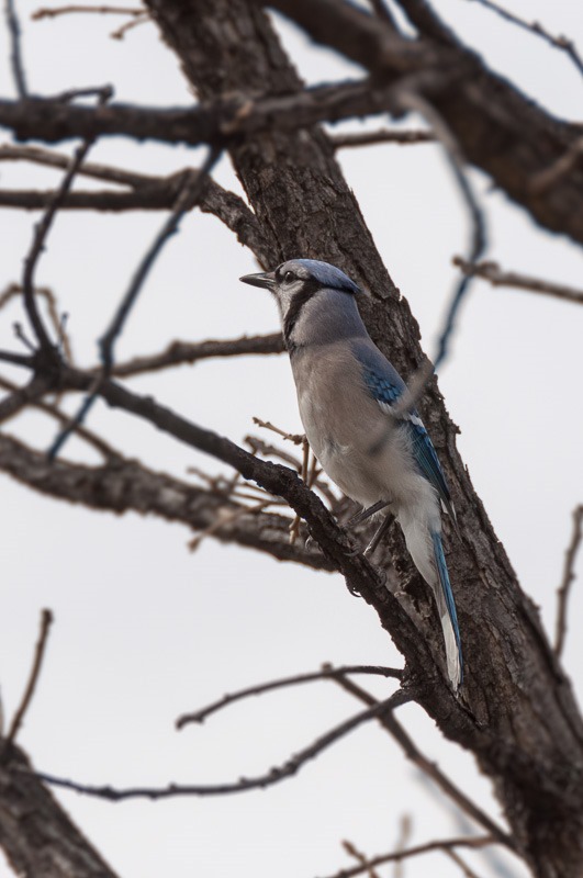 Blue Jay, in the role of the Bully