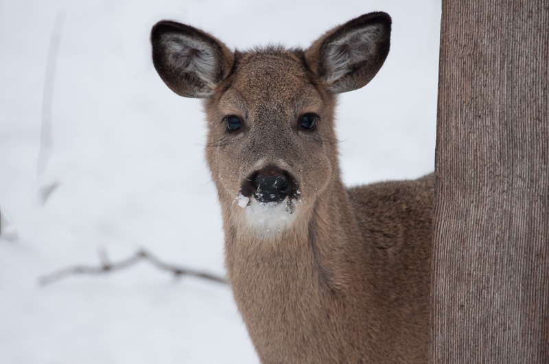 Curious deer