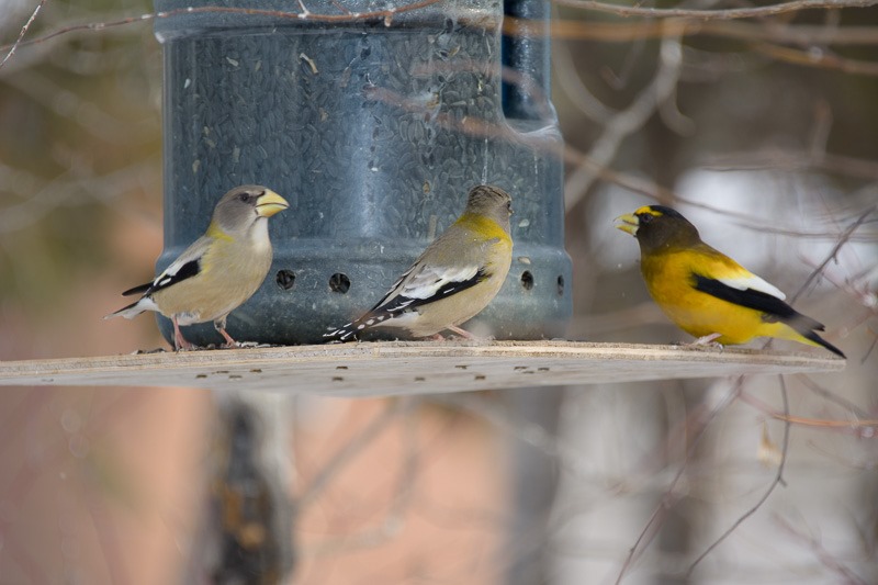 Male Evening Grosbeak (right) getting a hard time by the females
