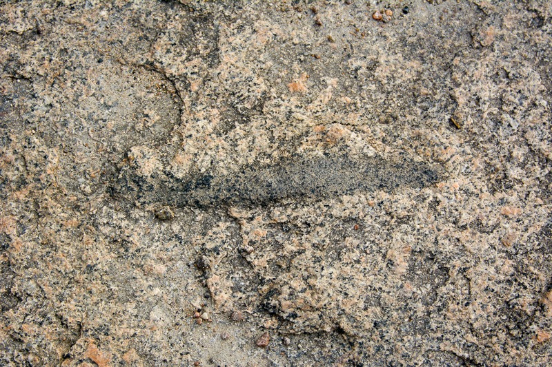 Fossil of several hundreds of millions of years old