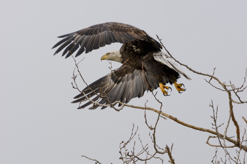 Adult Bald Eagle taking off