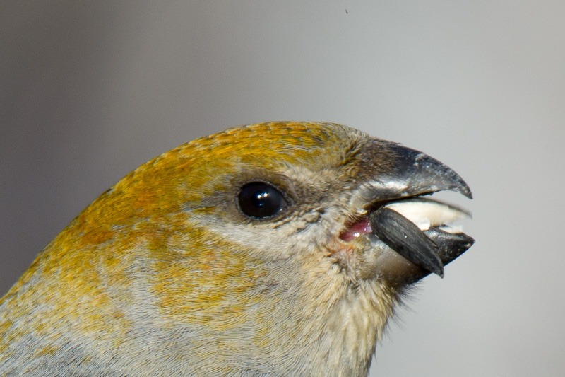 Female Pine Grosbeak