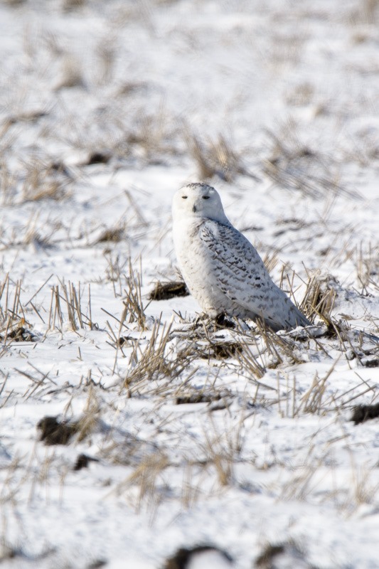 Snowy Owl, hardly visible on the ground...