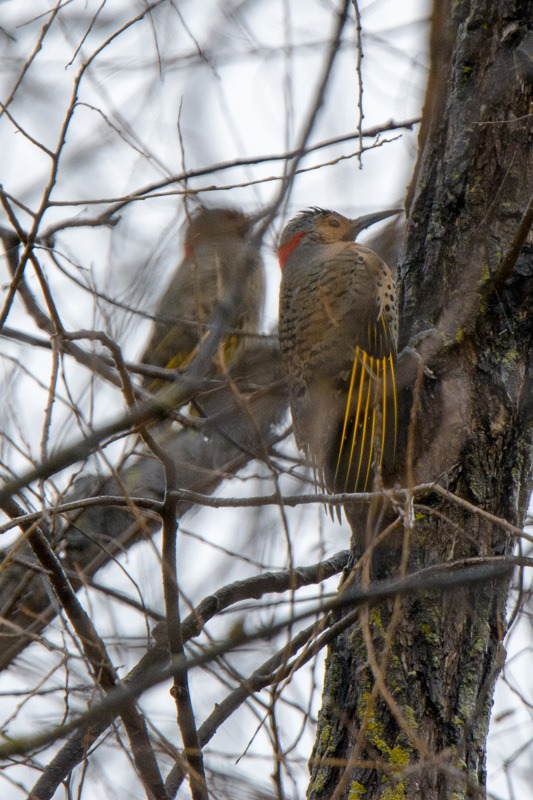 Female Yellow-shafted Northern Flickers