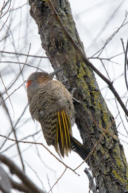 Juvenile Flicker, sheltering from wind and rain