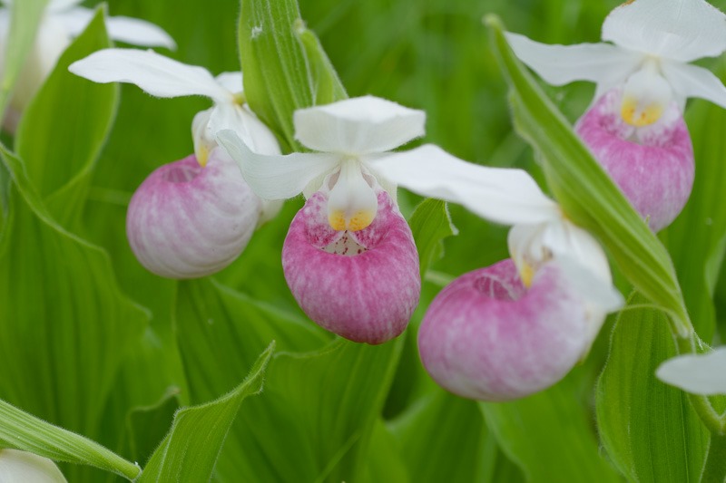 Orchids, Showy Lady Slippers