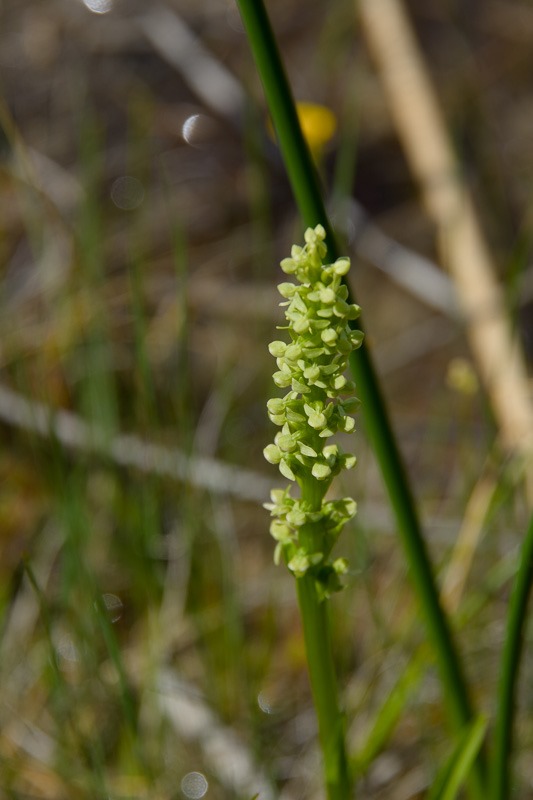Green Bog Orchid