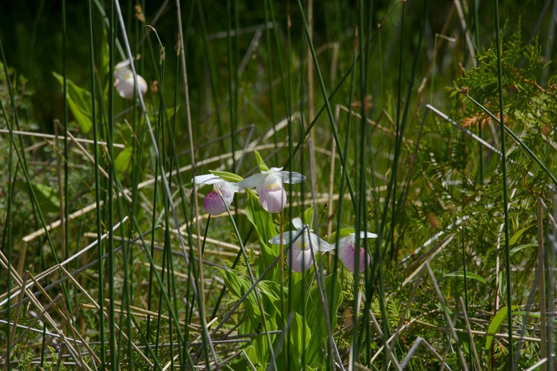 Showy Lady Slippers