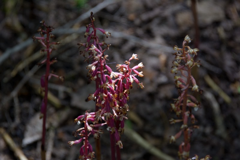 Coral Root