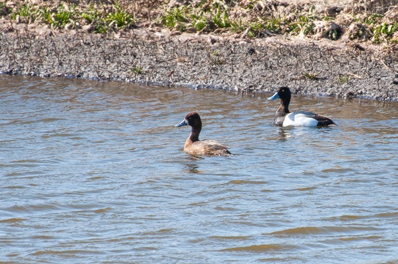 Mrs. and Mr. Scaup, Lesser Scaup
