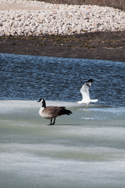 Gull and Goose