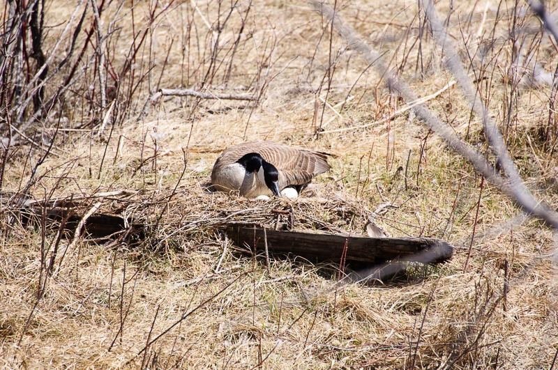 Canada Goose with eggs