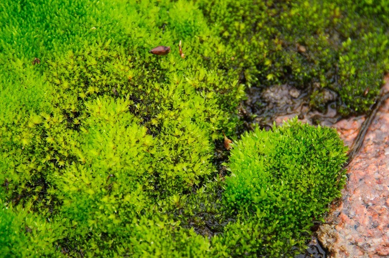 Dazzling green moss