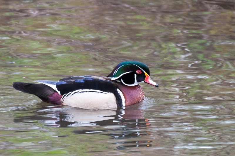 Wood duck, male