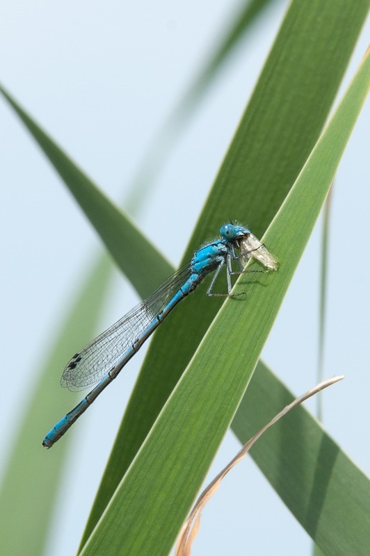 Damselfly with lunch
