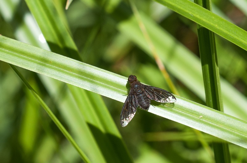 Black fly with silvery-white wing tips