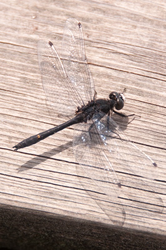 Dragonfly at rest