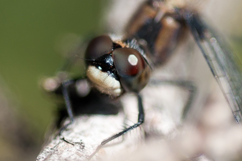 Very close dragonfly