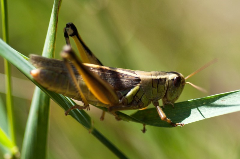 Grasshopper up close