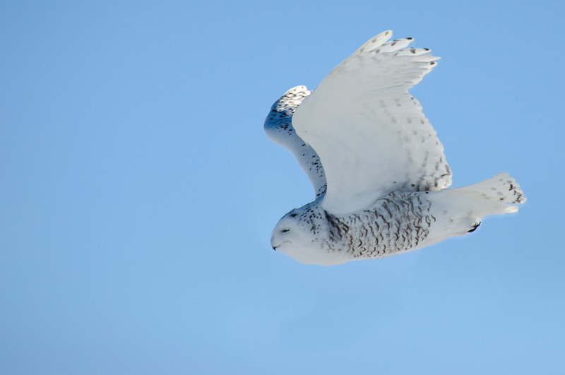 Taking off, female Snowy Owl