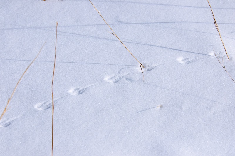 Tracks of someone who did not need a GPS 
