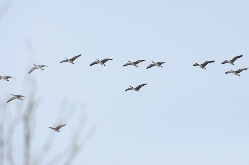 Canada Geese coming back