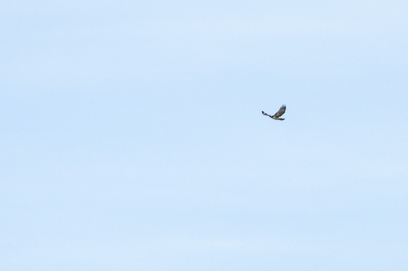 Coming in, Red-tailed Hawk