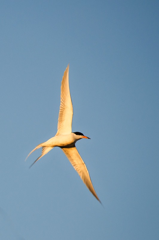 Common Tern