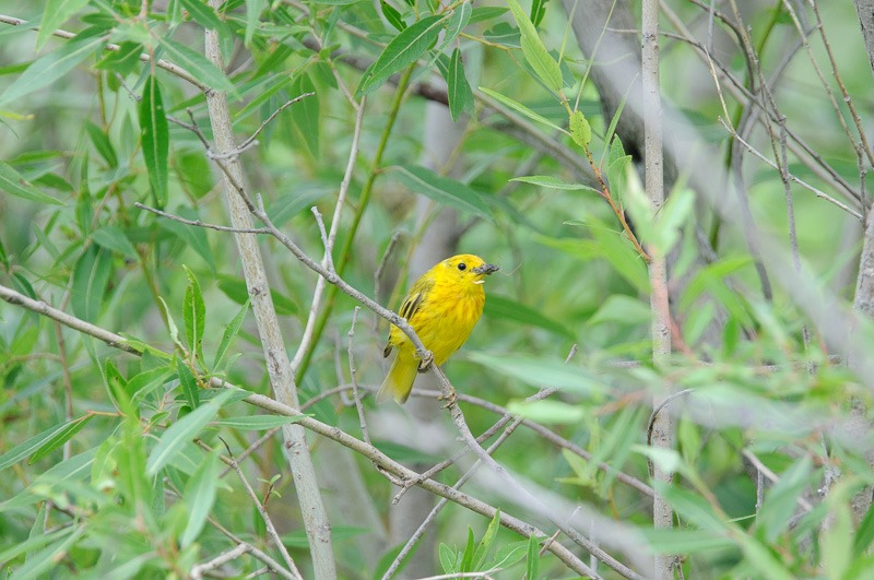 Yellow Warbler with lunch