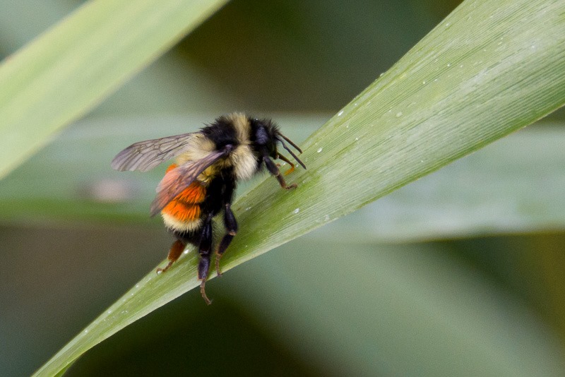Bombus Ternarus, or tri-coloured bumblebee