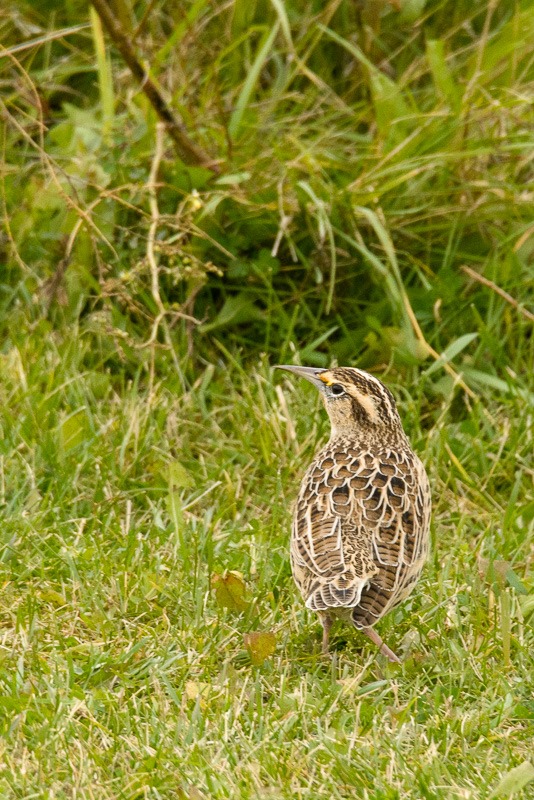 Western Meadowlark