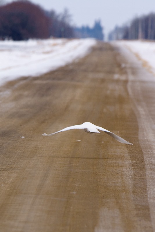 Male Snowy crossing the road