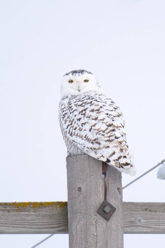 Female Snowy Owl, quietly sitting on his Hydro Pole