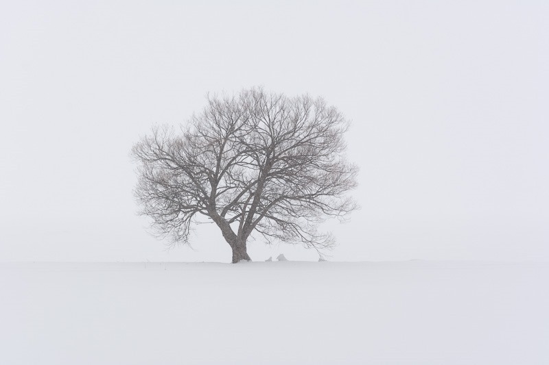 Lonely tree