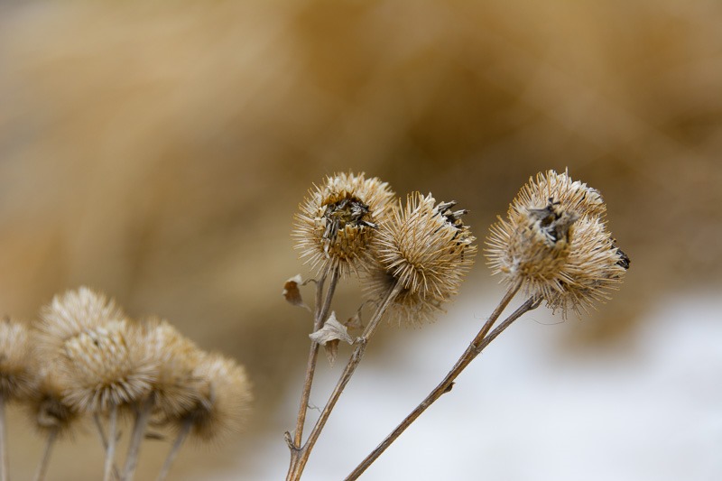 Burrs, ready to seed