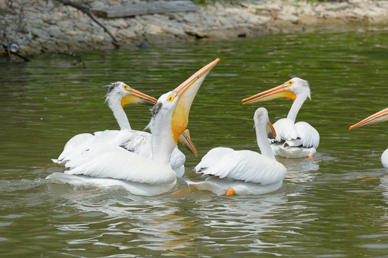American White Pelican, “down the hatch”