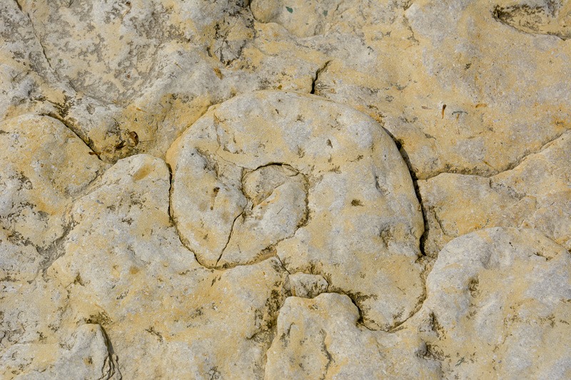 Fossil of a snail