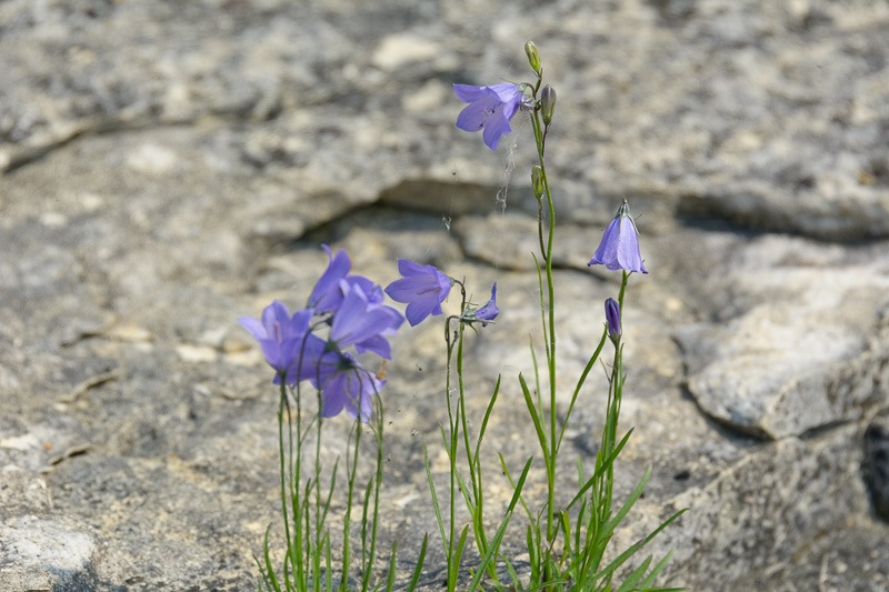 Harebell, indigenous to the island