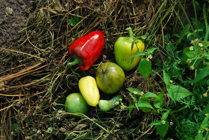 Discarded peppers