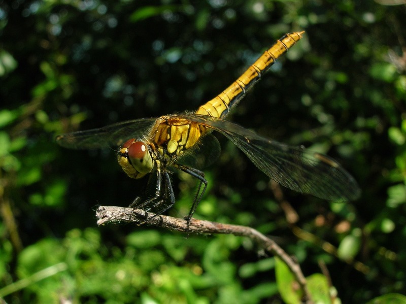 Ukrainian dragonfly
