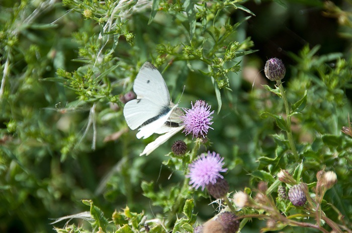 Cabbage White, male and female