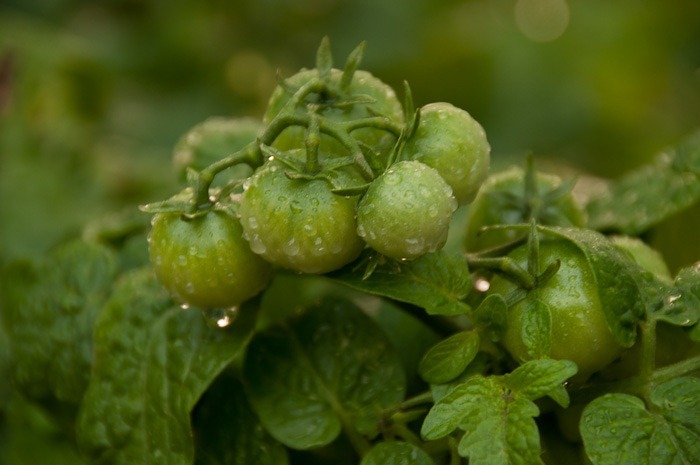 Young tomatoes