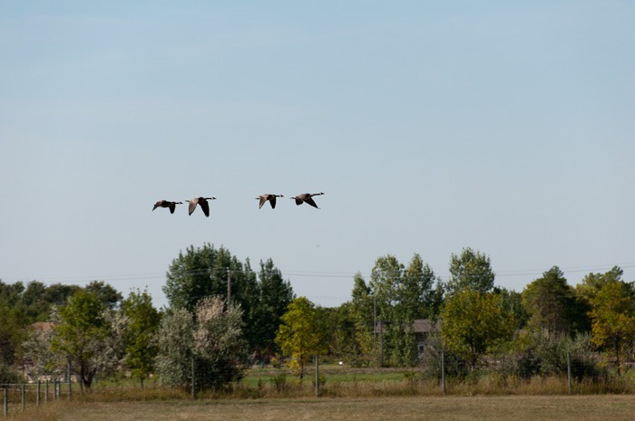 Small group of geese