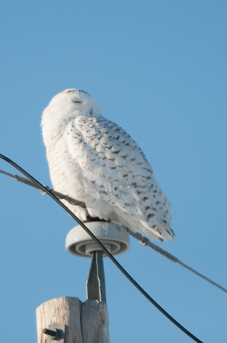 Snowy Owl on Hydro pole