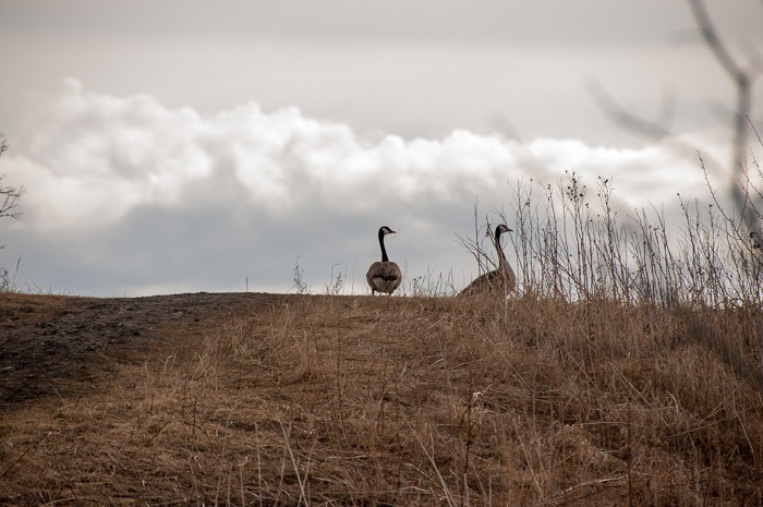 Female and Male Canadian Goose