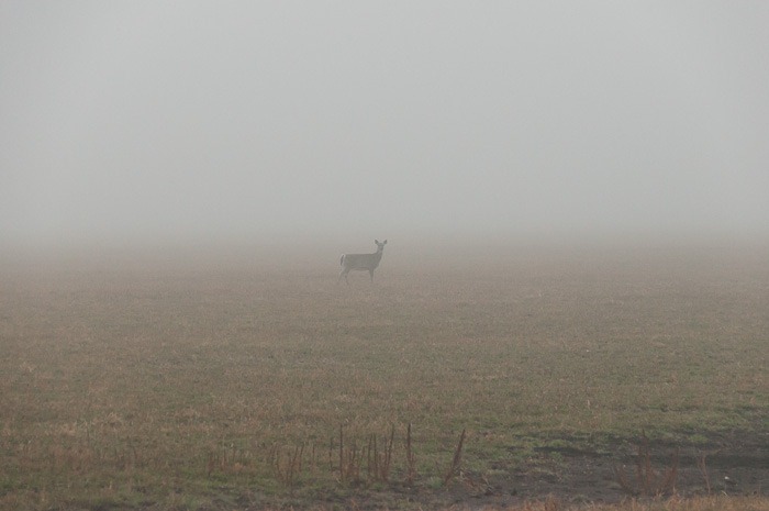 Alone in the mist