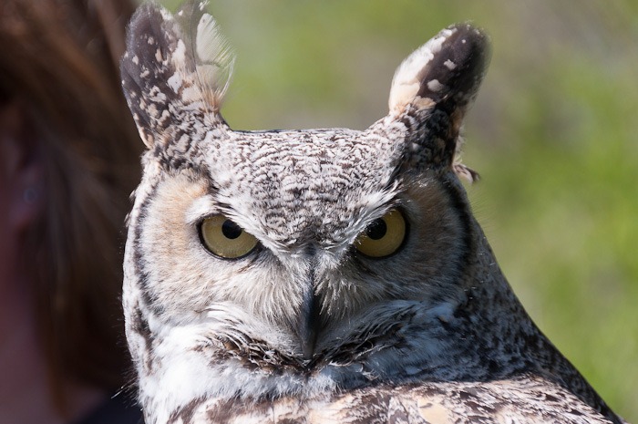 Tao, the Great Horned Owl