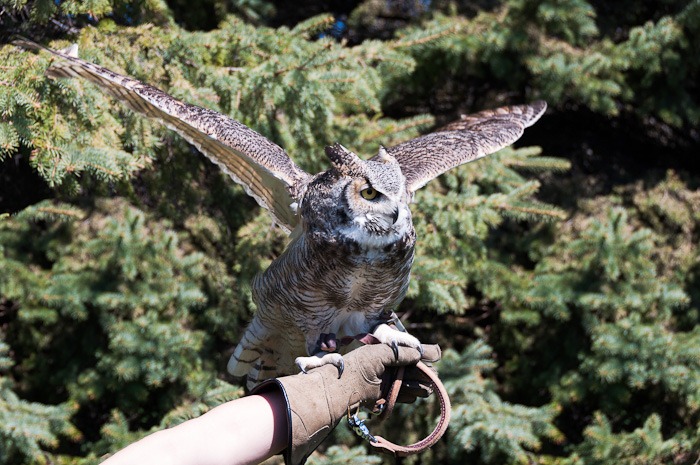 Tao, the Great Horned Owl